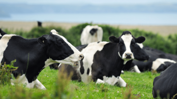 Cornwall cows