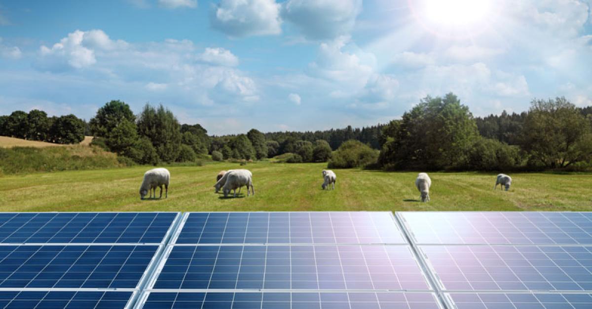 A solar panel in a tree-lined field of sheep on a sunny day